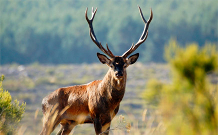 carne de ciervo y corzo de caza