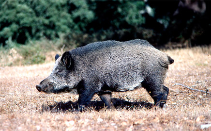 carne de jabali de caza